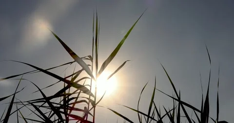 Sun Looking Behind Long Thin Leaves 4K Slow Motion 库存影片 247058107