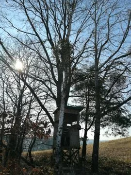 SUN  looking through  trees Stock Photos