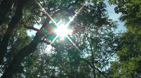 The sun looks through foliage Stock Footage 8524760