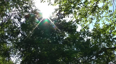 The sun looks through foliage Video stock 8561993