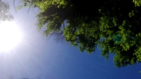 The Sun looks through top high tree. Stock Footage 75748495