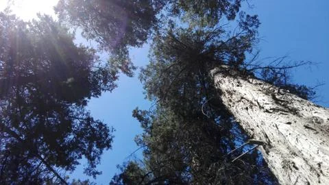 The Sun looks through tops of the pine Stock Photos