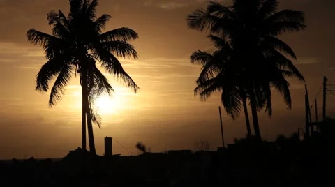 Sun lowers behind palm trees Stock Footage 48058986