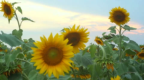 Sun lowers on the field close up Stock Footage 55219252
