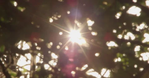Sun makes way through leaves. Stock Footage