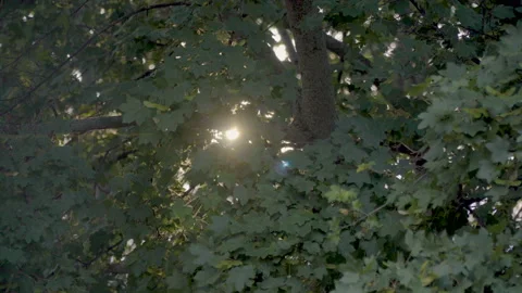 Sun in maple leaves Stock Footage 93906497