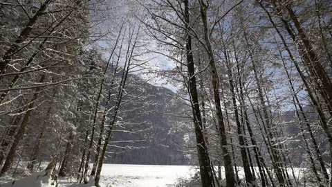 Sun melting snow falls from tree branches in bavarian forest by lake Stock Footage 121008220