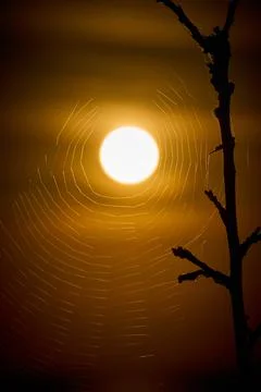 The sun in the middle of a spiderweb Stock Photos