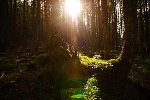 Sun in the mountain forest with moss rocks Stock Photos