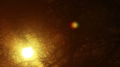 Sun movement through tree branches. Time lapse Stock Footage 38609128