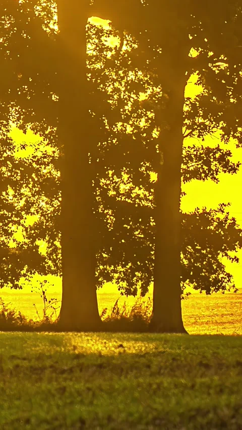 Sun moves across sky casting tree shadows on grassy field Stock Footage 317320647