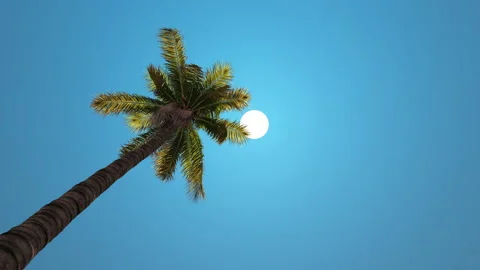 The sun moves across the sky through the leaves of the palm tree. Stock Footage 161462116