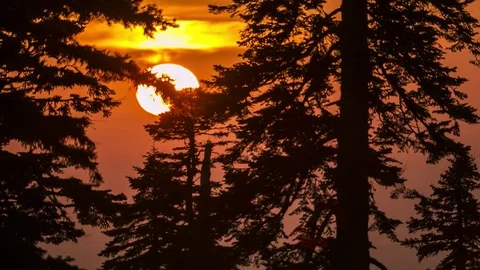 Sun moves behind the pine trees. Sunset Stock Footage 83767030