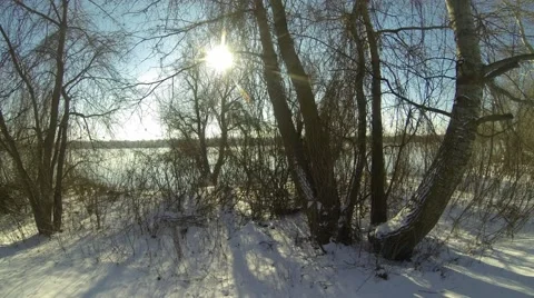 The sun moves through the trees Stock-Footage 46102387