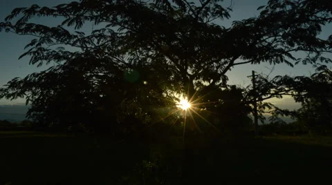 Sun moving behind a tree. Timelapse Stock Footage 40392570
