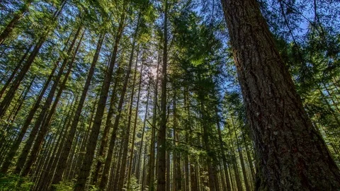 Sun moving over Tall Pine tree Forest Time Lapse Stock Footage 80511084
