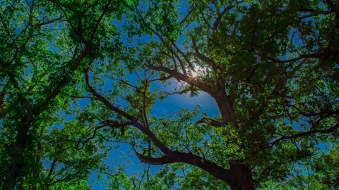 Sun Moving through the branches Massive Oak trees coming of Spring Time Lapse 4K Stock Footage 129353196
