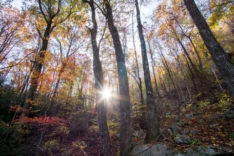 Sun moving through the fall foliage Stock Photos