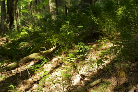 Sun Moving Through Forest 動画素材 63013239