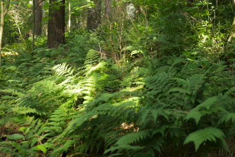 Sun Moving Through Forest 動画素材 63015009