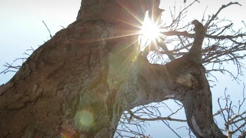 Sun moving through tree branches and trunk. Bright sun rays shining through Stock Footage 99156914