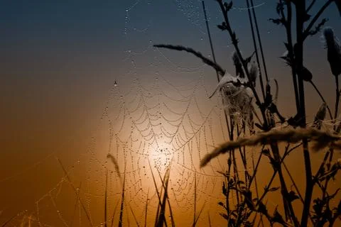 Sun in the network Stock Photos