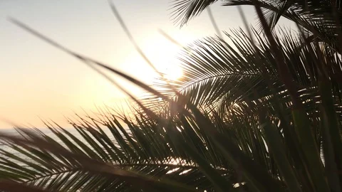 Sun, Ocean, Sea Through Palm Trees and Leaves In Slow Motion, Sunset Stock Footage 86619951