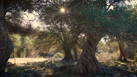 The sun in the olive tree Stock Footage 143566850
