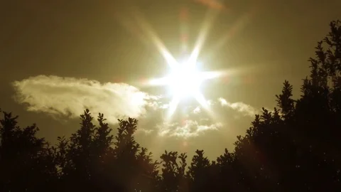 Sun Over Breezy Tree Line Video stock 74419004