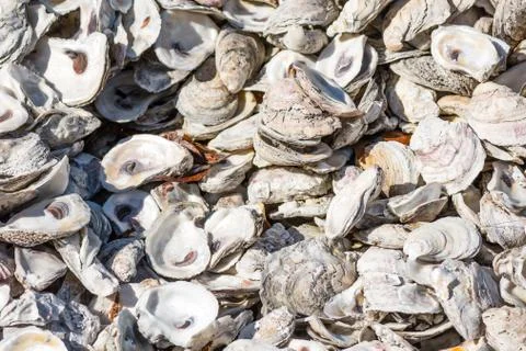 Sun over Broken Shells Covering Beach 写真素材