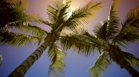 Sun Over Coconut Trees Stock Footage 11895519