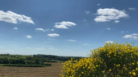 Sun over Farm Fields with Rolling Hills, Yellow Wildfowers Stock Footage 150679027