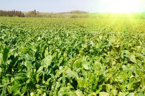 Sun over the field Stock Photos