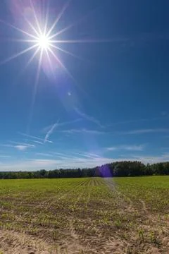The sun over the field with young maize plants Stock Photos