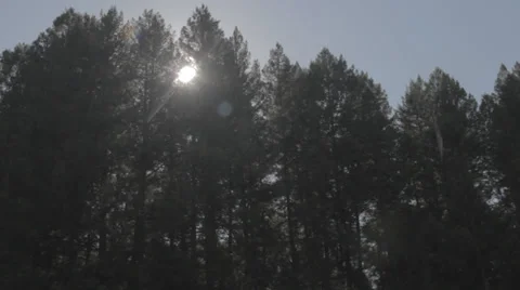 Sun Over Forest Stock Footage