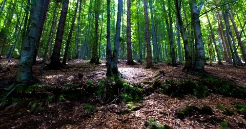 Sun over green forest tree Stock Footage 103141138