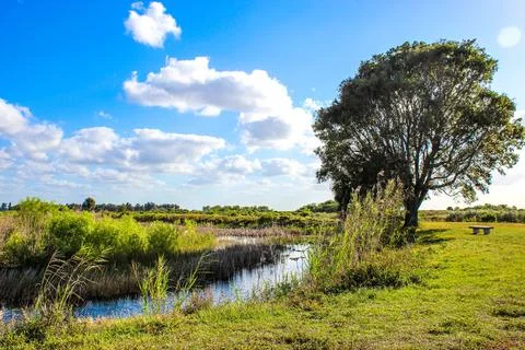 Sun over large oak tree in the swamp Stock Photos