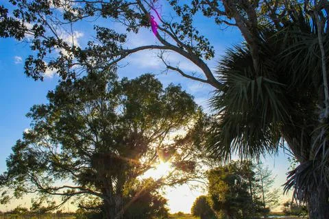 Sun over large oak tree in the swamp Stock Photos