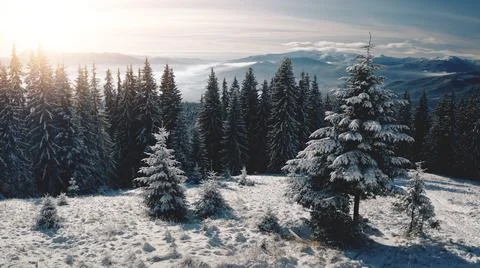 Sun over pine trees at snow mountain closeup aerial. Nobody nature landscape Fotos de archivo