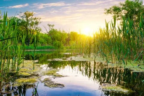 Sun over pond in forest Stock Photos