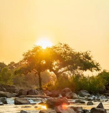 Sun over river and trees with golden sky Stock Photos