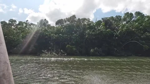 Sun Over River by Lush Green Tropical Forest - Barreirinhas, Brazil Видео 331517424