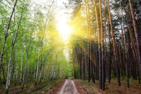 Sun over road in the mixed forest Stock Photos