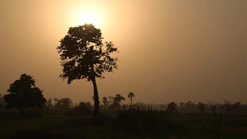 Sun Over Solitary Tree Video stock 74360152