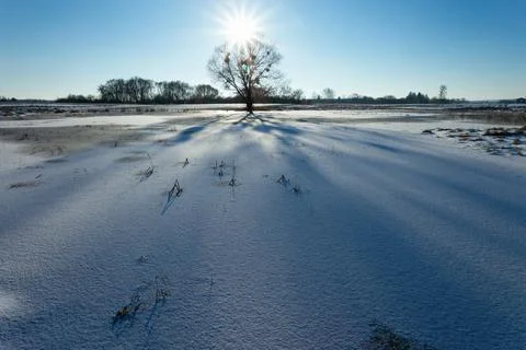 The sun over the tree and shadows on the snowy meadow Stock Photos