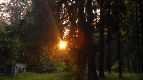 Sun over the tree Stock Footage 105861287