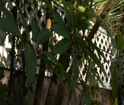 Sun over trees Stock Footage 639482