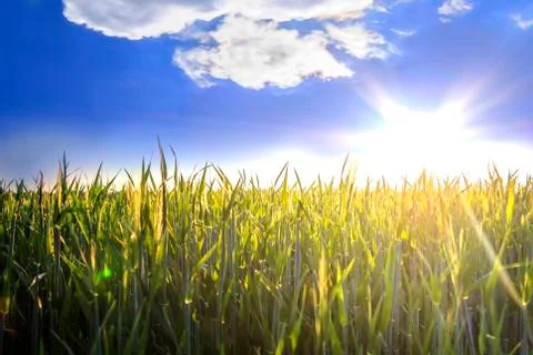 The sun over wheat field Stock Photos
