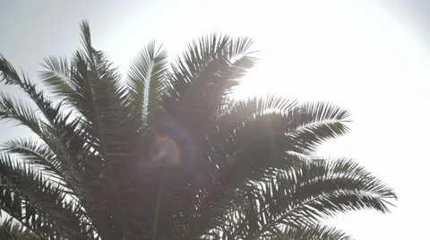 Sun, palm and hand Stock Footage 34448421