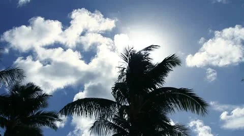 Sun Palm tree Stock Footage 8997865